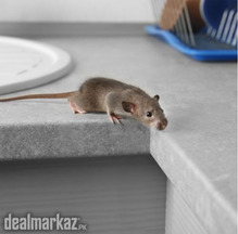 Best Exterminator for Mice