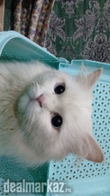 Persian blue eyes Male cat
