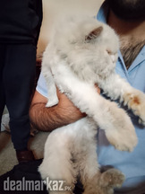 Persian cat triple cor