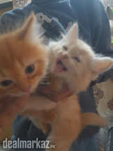 Persian double coat kitten pair
