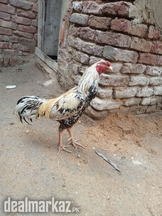 Behtrin java hain