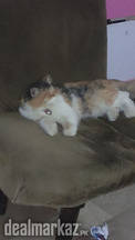 British long hair fluppy cat