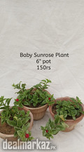Healthy Plant looking for new Home
