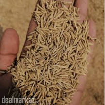 Munji (منجی) - Buy Online on Zarea Limited