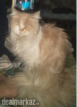 Female Persian cat for sale, approx 1 year old, healthy, very fluffy.