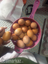 Lohman brown eggs
