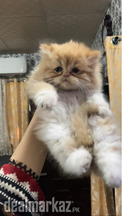Kitten triple coated