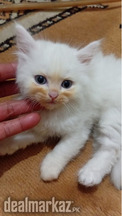 Persian Kittens for sale (2 male/1female)