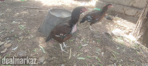 Aseel patthi brown