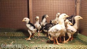 Shamo | Shamo Aseel | Aseel Thi chicks | King Shamo| Shamo Chicks| Thi