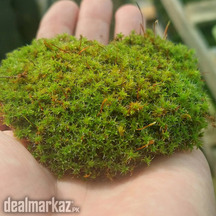 Moss plants ☘️????