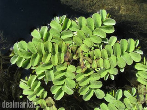salvinia natans plants
