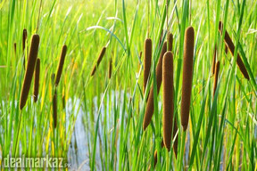 Cattail ( Typha ) reedmace / bulrush
