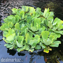 Water lettuce / Nile cabbage / Shell flower / Water cabbage