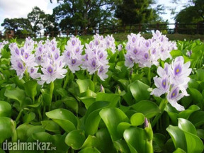 Water hyacinth / Common water hyacinth / Water orchid / Nile lily