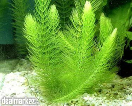 Hornwort ( Underwater Plants ) Rigid hornwort / Coontail or coon's tai