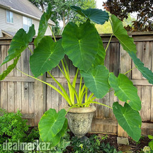 Elephant ear Plants / Taro / Indian Taro / Godere ????