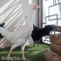 Ayam cimani and shamo cross phati