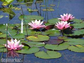 Water Lily ( Water Plants ) Nenuphar