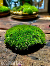 Moss / Cushion Moss سبز کائی