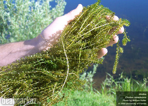Oxygen Weed ( Underwater Plants ), Lagarosiphon / American waterweed