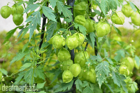 Balloon Vine / Cardiospermum halicacabum / Lesser Balloon Vine plants