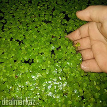 Greater duckweed ( Water Plants ) Giant duckweed / Lesser duckweed