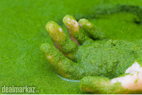 Wolffia globosa / Watermeal ( water plants)