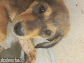aspine askal (philipine breed)