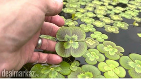 Four-leaf clover / Nardoo ( water plants ) ????