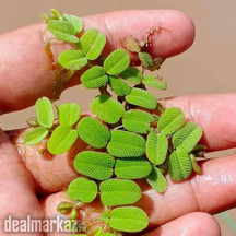 Salvinia natans / Watermoss (Water plants) ????