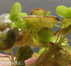 Fat Duckweed / Lemna gibba ( Water plants )