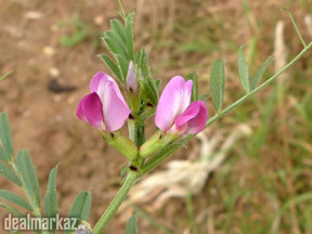 Common vetch / Tare ( VetchVicia ) / Plants ????