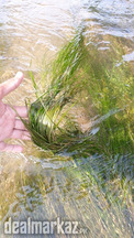 Sago pondweed / Ribbon weed ( Underwater Plants)