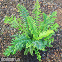Sword fern ( Western sword ) | Dagger Fern Plants
