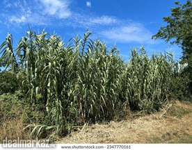 Giant cane / Arundo donax / Carrizo / Arundo