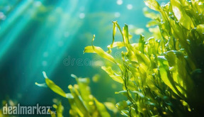 Spirulina / Lato seaweed ( Gutweed ) Laminaria