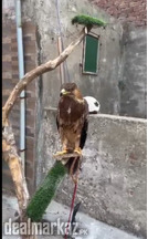 Big Size Golden Eagle
