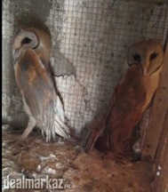 Beautiful White Barn Owl Jora
