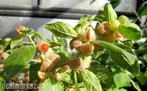 Ashwagandha / Clustered wintercherry ( Plants )