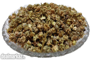 Puncture Vine / Tribulus terrestris ( گوکھرو)