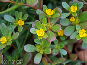 Purslane / Pigweed / Kulfa (کلفہ)
