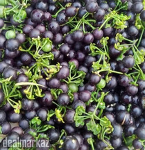 Wonderberry / Sunberry ( مکوہ )