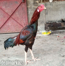 Shandaar Aseel Murgha - High Quality Breed | Mashallah Active