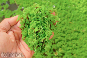 Organic Azolla Plant for Farming