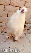 Silkie and Desi Chicks Available for sell