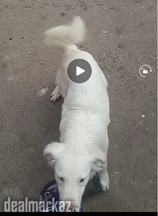 Russian breed pair