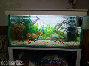Brand new aquarium for sale with exotic fish
