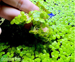 Greater Duckweed / Giant Duckweed For Poultry And Fish Farming
