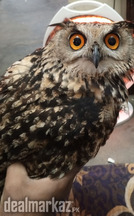 Eurasian eagle owl